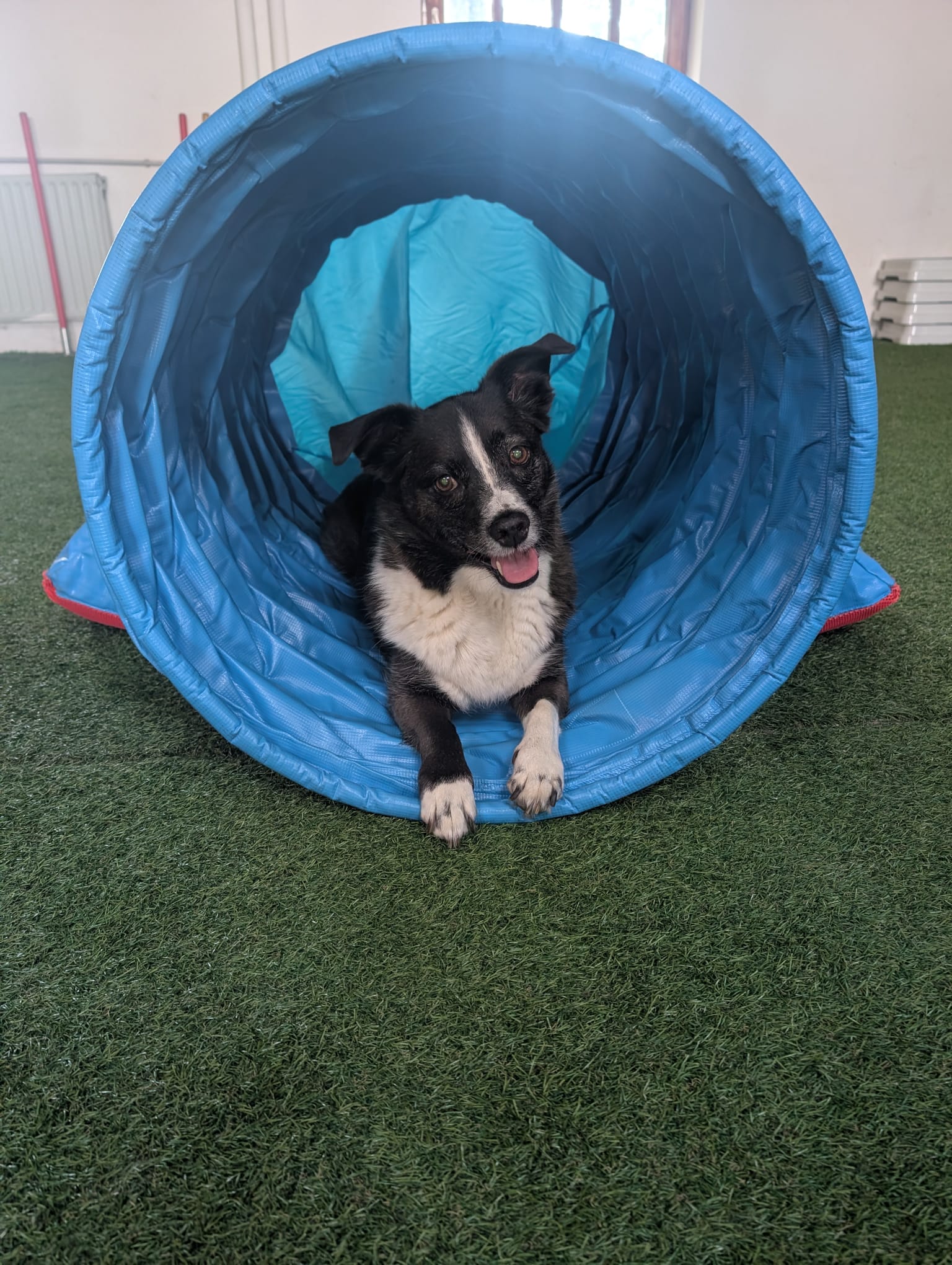 Hund beim Fun-Hundesport im Tunnel