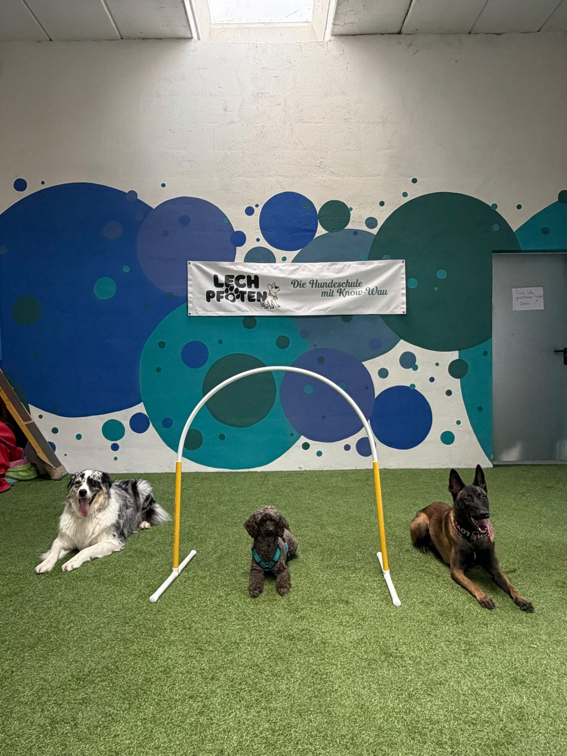 Drei Hunde mit einem Hoops-Bogen in der Lechpfoten-Halle