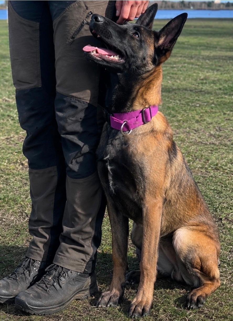 Hund in aufmerksamer Orientierung am Menschen beim Heel